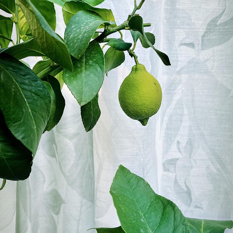 Exterior Tela para cortinas Hojas 315 cm  – verde,  image number 8