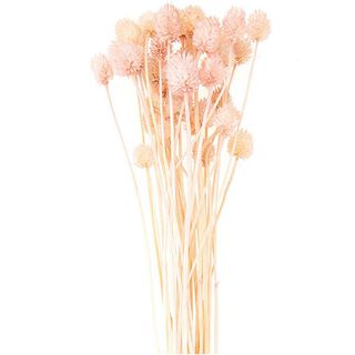 Cardo japonés seco [ 50 g ] | Rico Design – pink, 